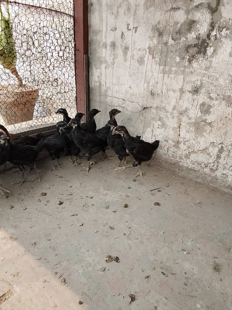 Australorp chicks 8