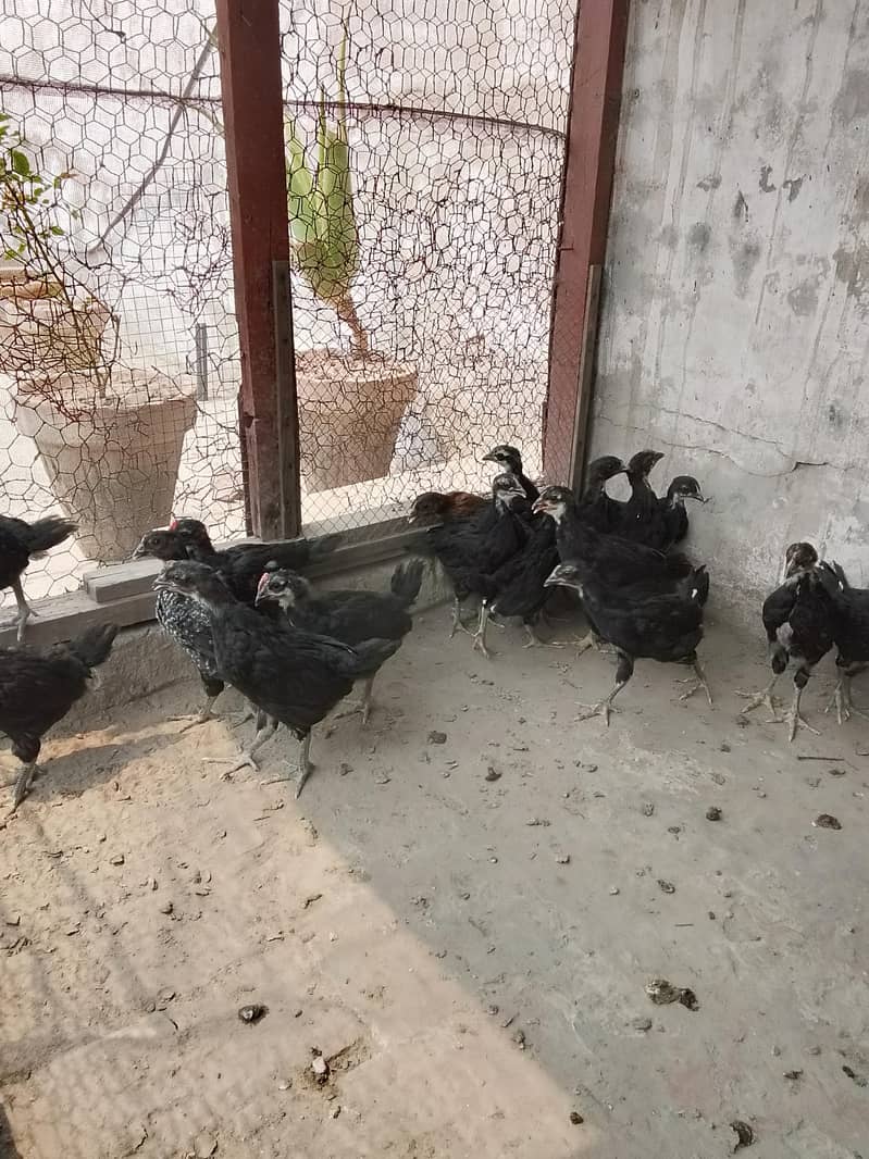 Australorp chicks 9