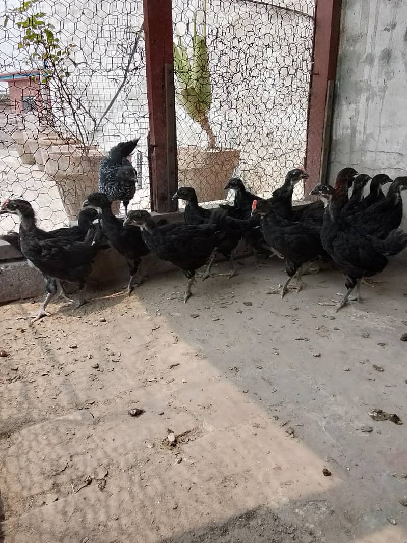 Australorp chicks 10