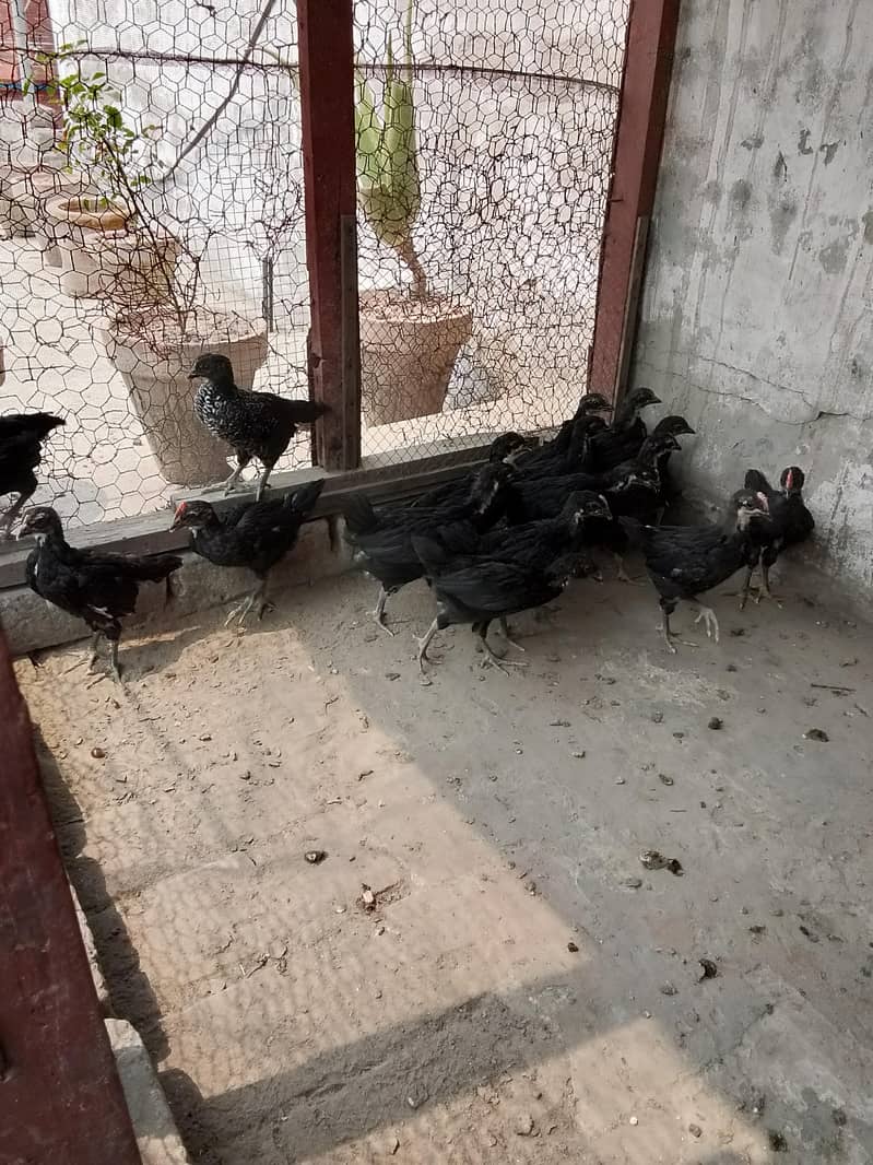 Australorp chicks 11