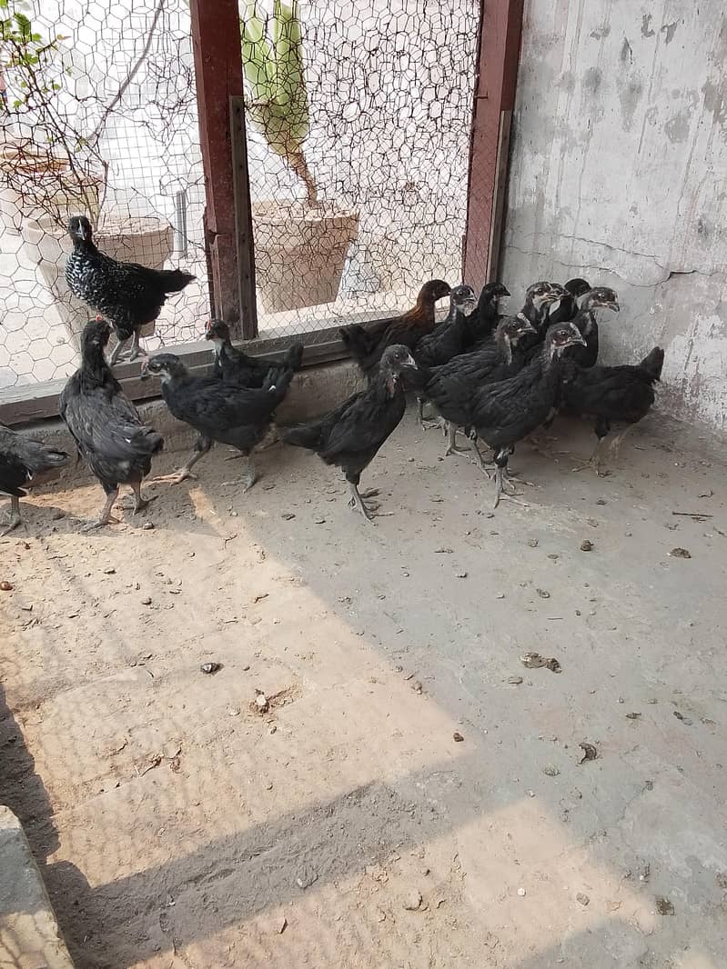 Australorp chicks 12
