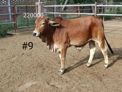 BULL COW WACHA FOR QURBANI 03104594900 /03476585599