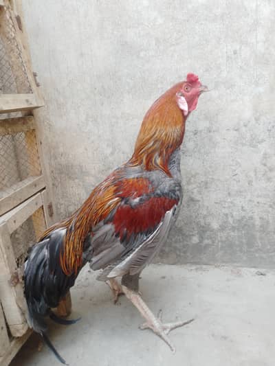 Aseel Murgha for sale