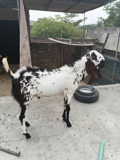 Ghr ka pala Howa hai . Bakra 2 dant , khassi nhi Hai