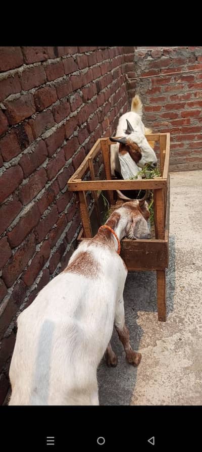 bakra