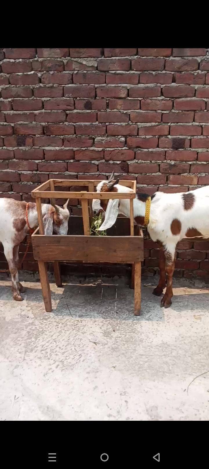 bakra 1