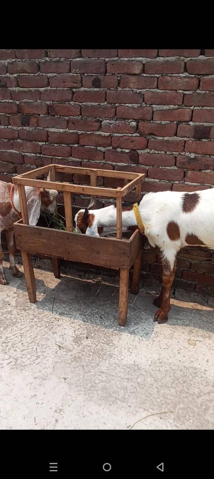 bakra 2