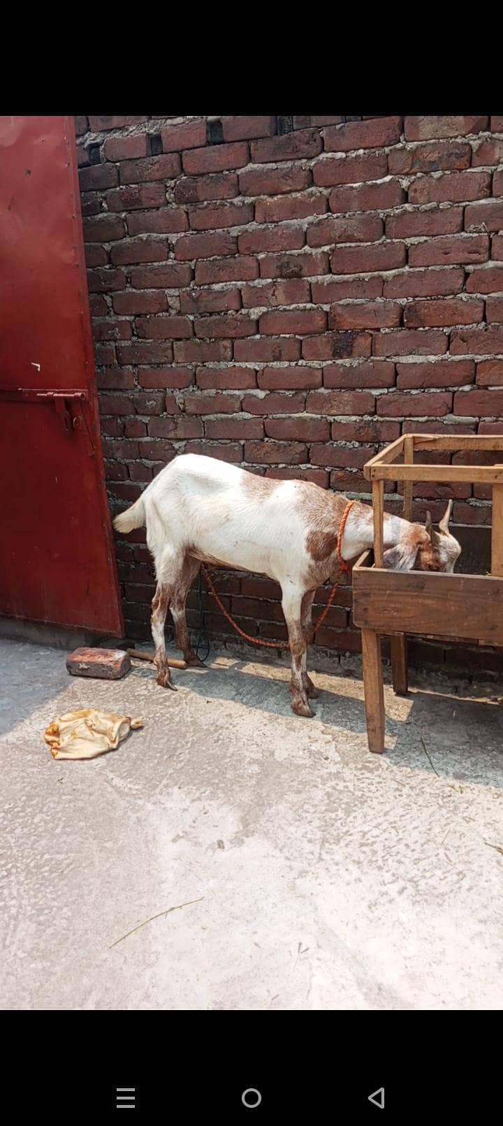 bakra 3