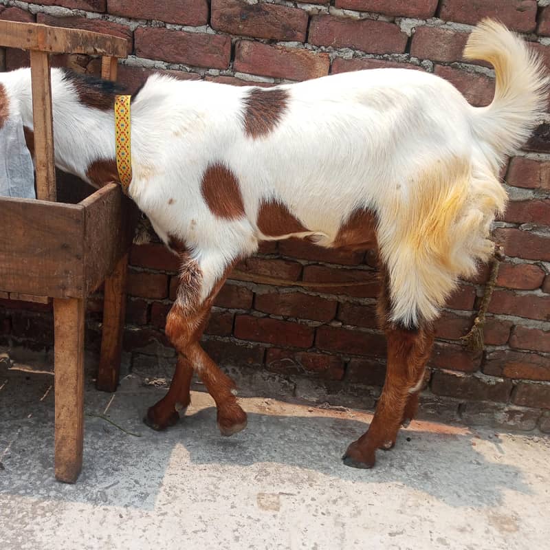 bakra 4