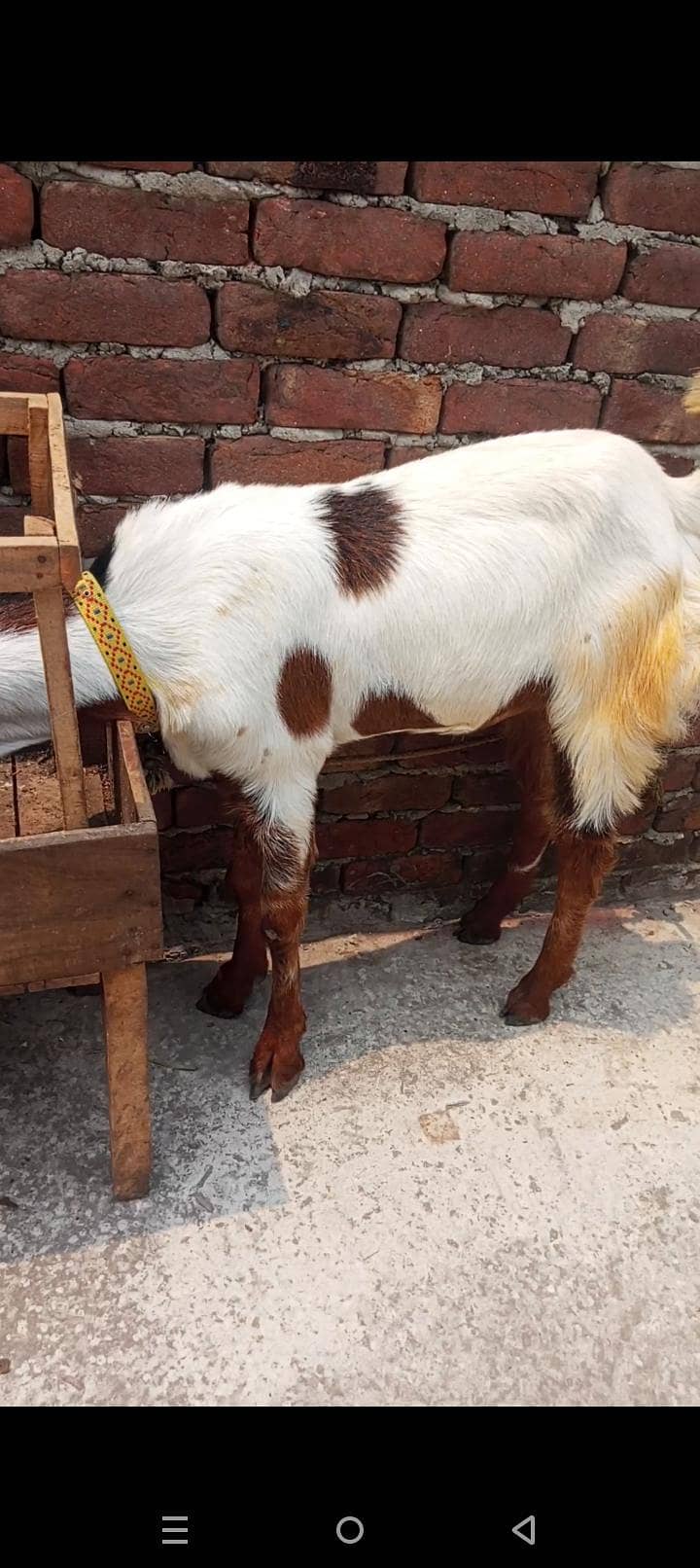 bakra 5