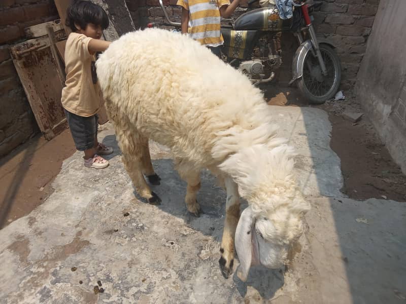 گھر کا پالا ہوا کھیرا چھترا قربانی کے لیے بہترین 03074117968 5