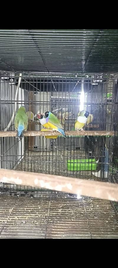lady gouldian Finch pair and chicks also available