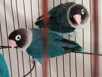 Beautiful Love birds  for sale