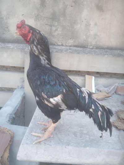 Lassani ASEEL bird