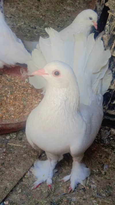 lakka magpie pigeon for sale