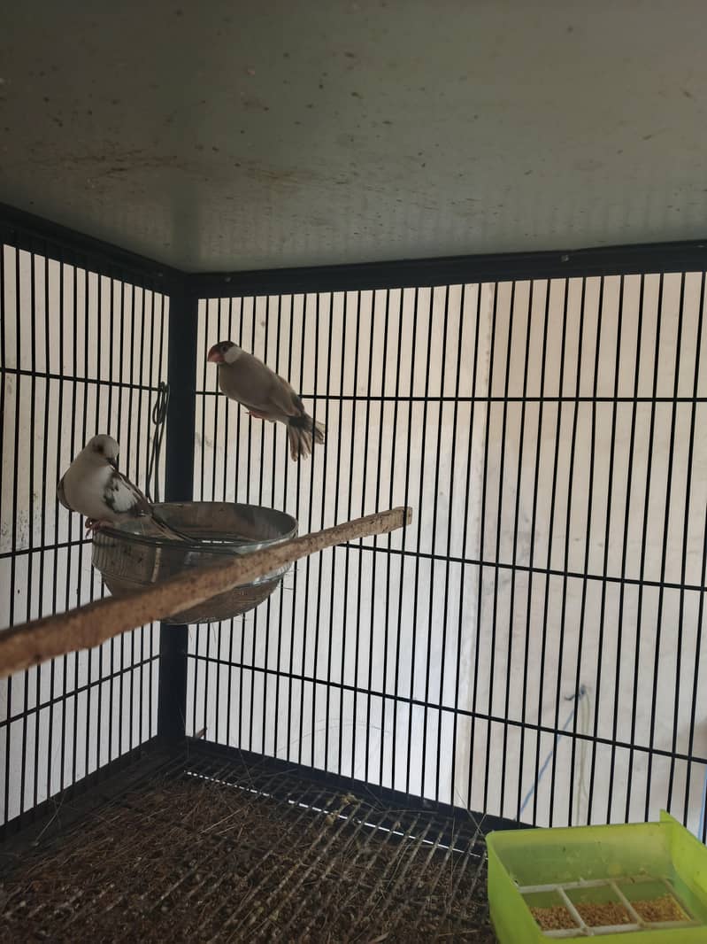 fawn java male and dove pair 0