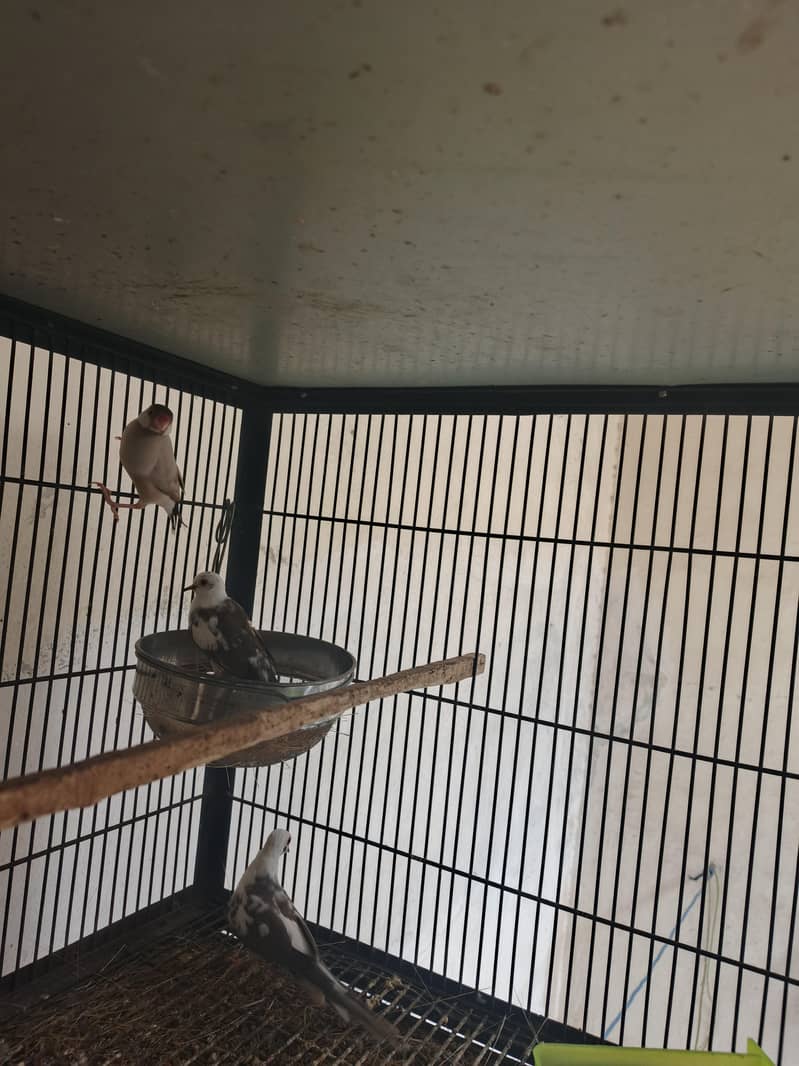 fawn java male and dove pair 3