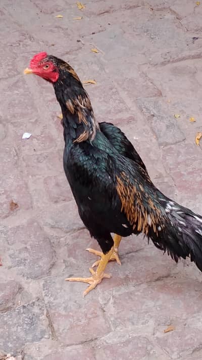 aseel mianwali  murga