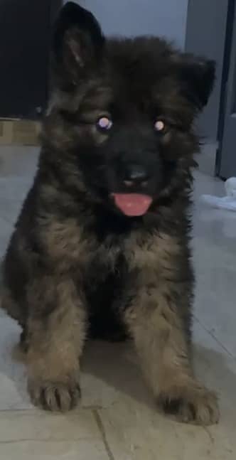 German Shepherd Female Puppy for sale