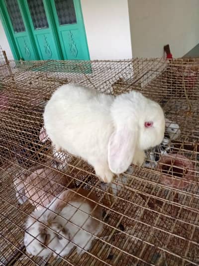 holland lop breader male top covalti