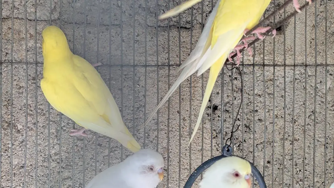 Red  eyes ostalina parrot — photo 3