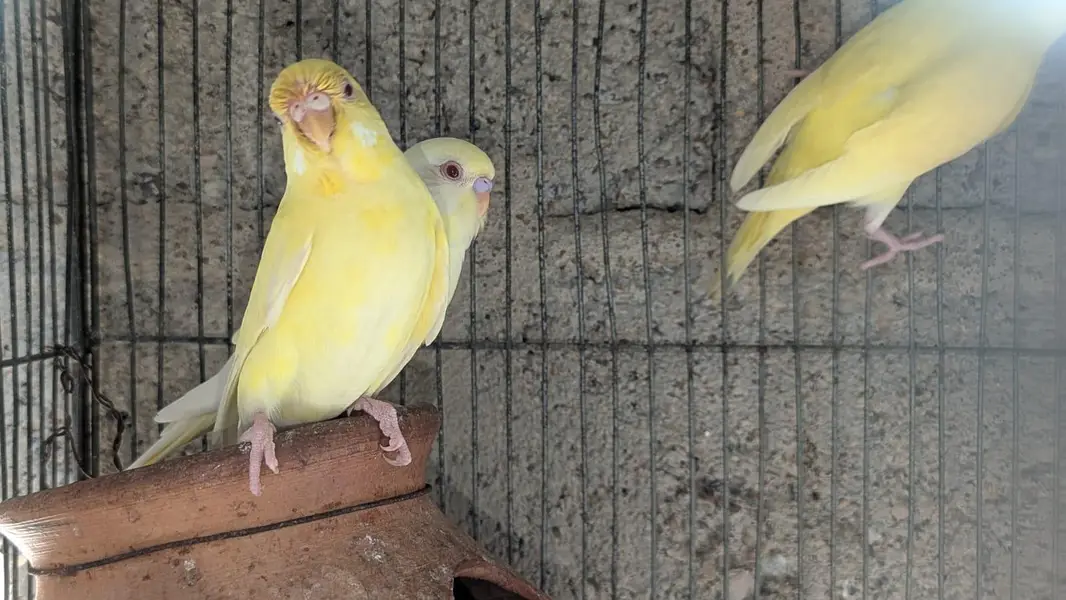 Red  eyes ostalina parrot — photo 4