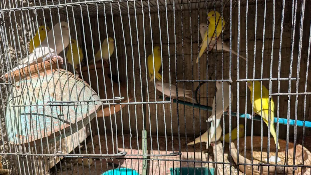 Red  eyes ostalina parrot — photo 5