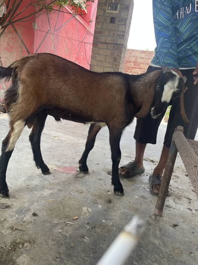 Bakra Donda for sale Qurbani