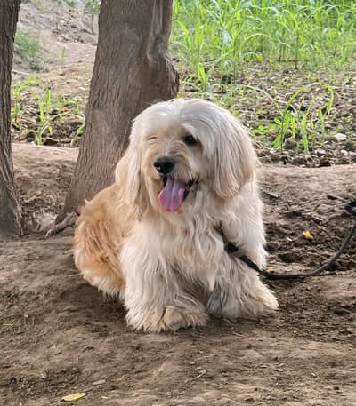 POODLE AND ASEEL FOR SALE