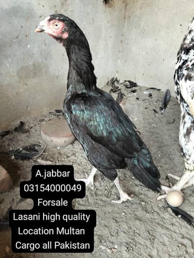 pure amroha cross merthi