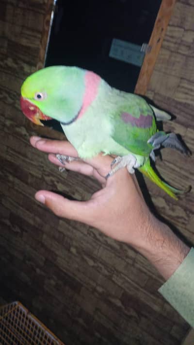 kashmiri tota plus cage