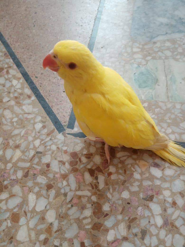 Ringneck 0