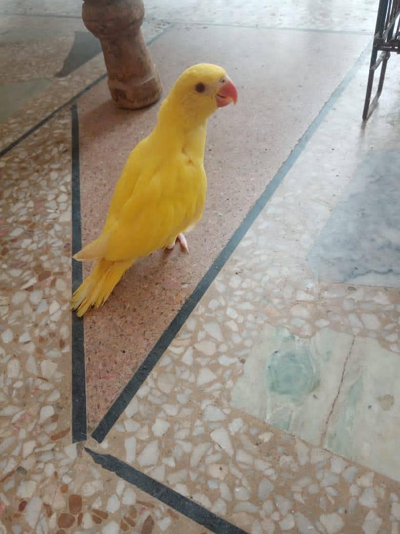 Ringneck 1