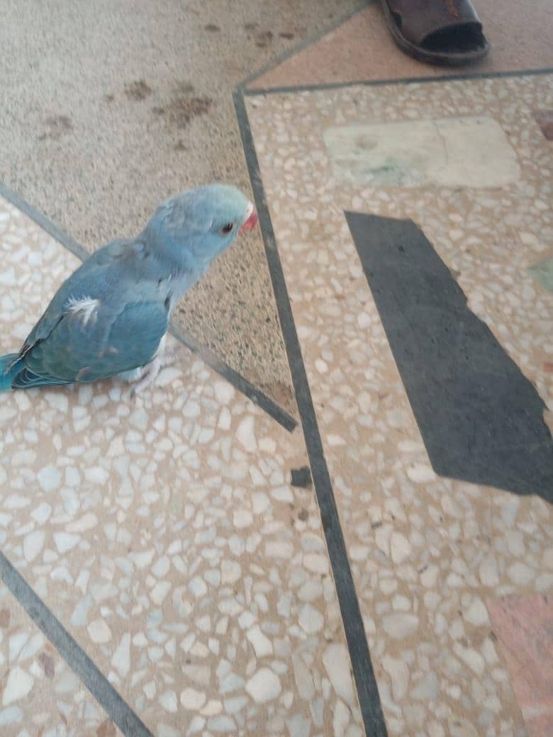 Ringneck 4