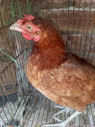 Aseel breeder Hen  aNd Desi cock