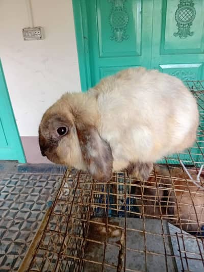 holland lop breader male