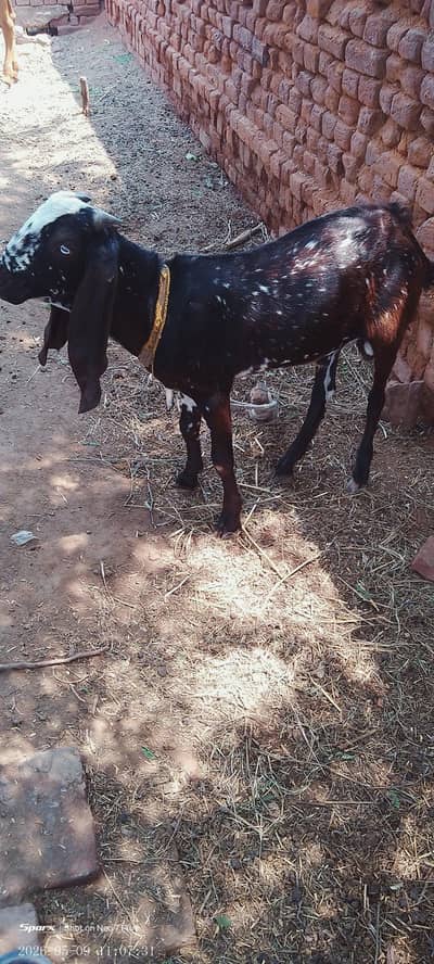 Bakry for sale Chak 76 sb  samoranwali