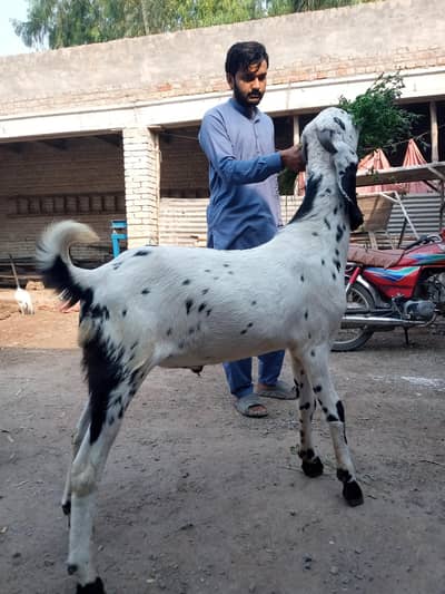 Qurbani bakra /Khasi bakra/Donda khobsurat bakra/Goats