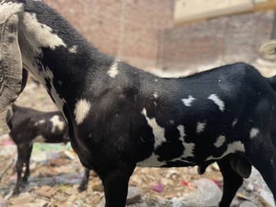 Desi breed