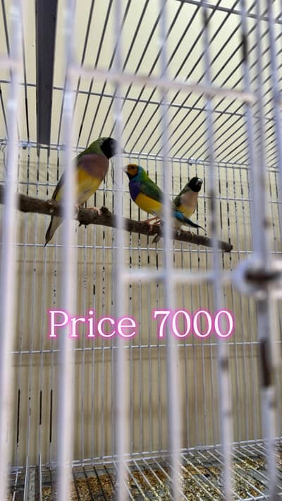 Pairs for sale