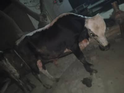 بچھڑا