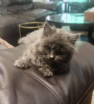 2 Persian kittens available