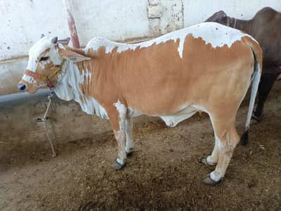 2 dat bchri h urgent sell krni h