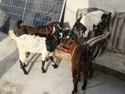 4 bakri k bachy available