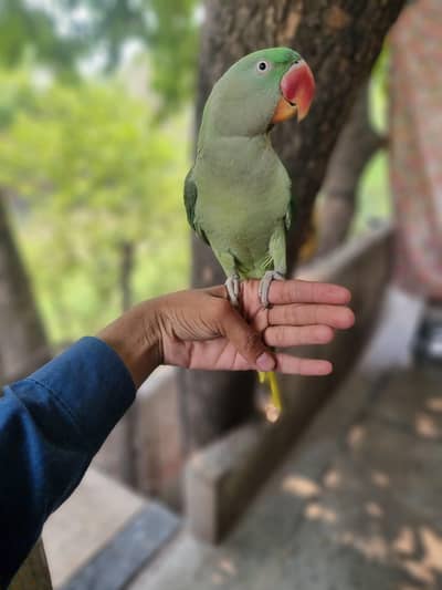 aoa raw parrot  available hand tame