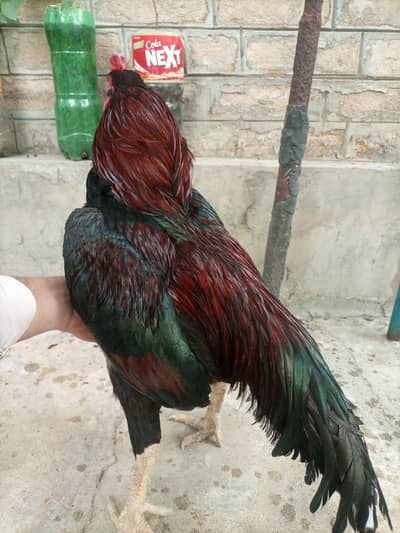 Heighted Breeder for sale