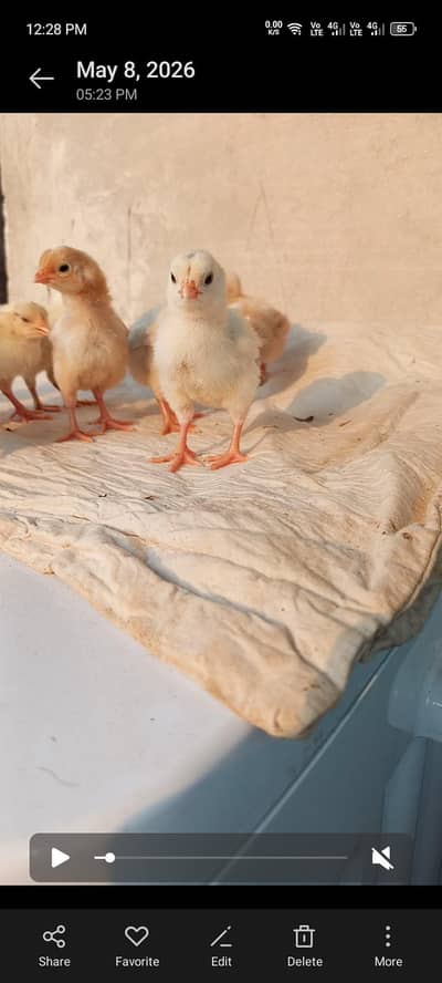 paper white Heera chicks aseel / murga / murgi / patha / old bloodline