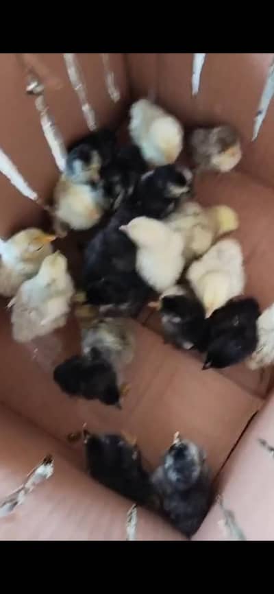 Bentum 5 days chick