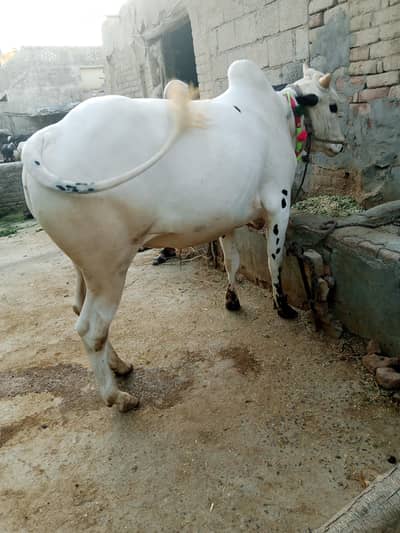 fatehi jangi bull for qurbani