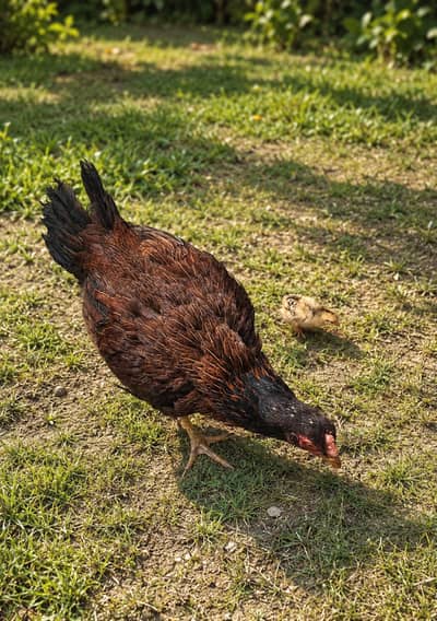  Pure Aseel Breed – Healthy & Strong 